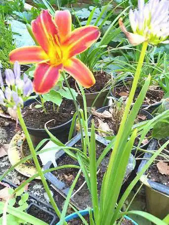 Photo de Lejardinamarco.com
