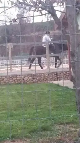 Photo de azienda agricola il puledro impennato