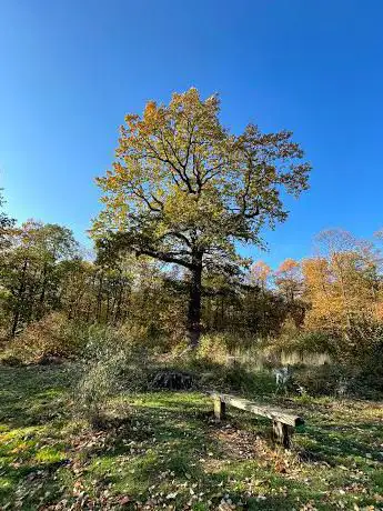 Chêne Exceptionnel