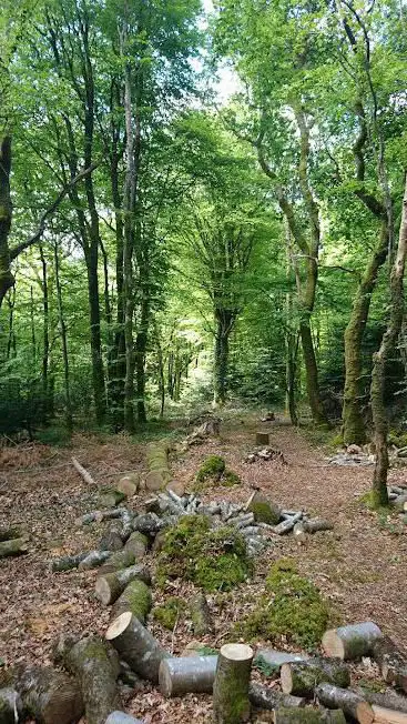Forêt départementale de Coat-Mez