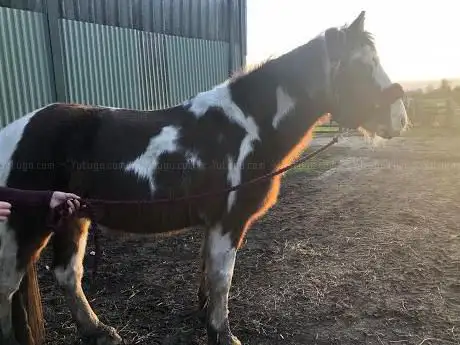 Photo de Laughton Wood Equestrian Centre