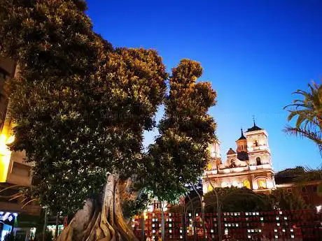 Photo de Ficus Monumental