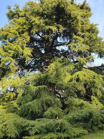 Photo de Albero monumentale Bologna Cedro dell' Himalaya Villa Ghigi
