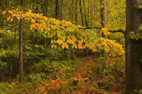 Photo de Coed Gwent (Wentwood)
