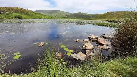 Bearded Lake