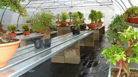Photo de Bonsai Josep Duran