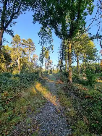 Cych forestry walk