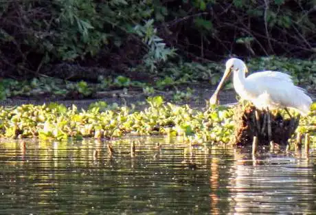Photo de La isla de los pájaros