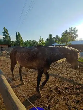 Photo de Centro Ippico Pinto Ranch