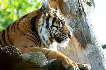 Photo de Tiger Territory