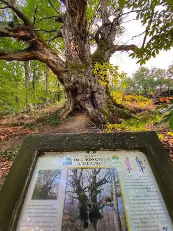Photo de Ãrbol singular - Castaño de Escondelobos I