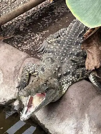 Photo de Crocodile House