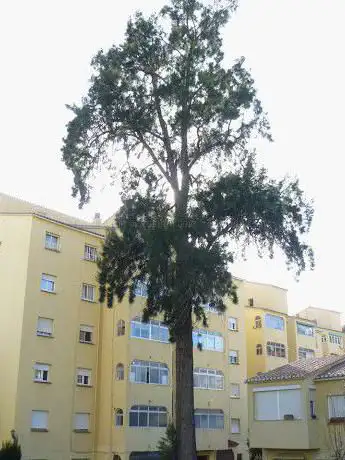 Photo de Casuarina del Conjunto Los Olivos