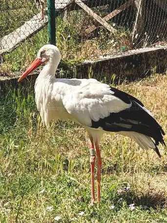 Photo de Voliere Aux Cigognes