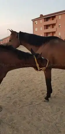 Galoppatoio Maneggio Coperto Comunale Prato Sardo