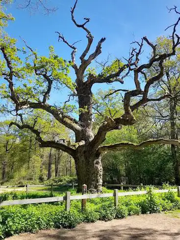 Photo de Chêne sessile vieux de 500 ans