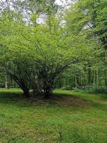 Photo de Arboretum de la Sablonnière