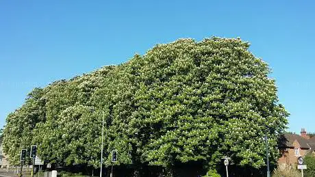 The Chestnuts