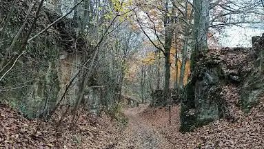 Hêtre du canyon
