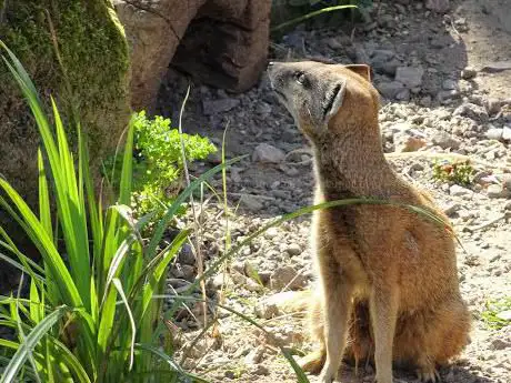Photo de Yellow Mongooses