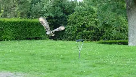 Photo de The Raptor Centre