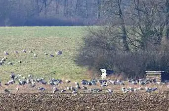 Photo de Ferme aux grues