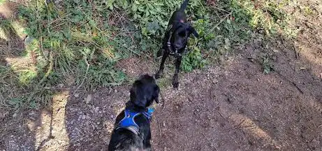 Le jardin des chiens
