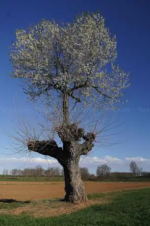 Bialbero Ciliegio su Gelso