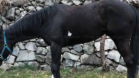 La Benemas Performance Horses