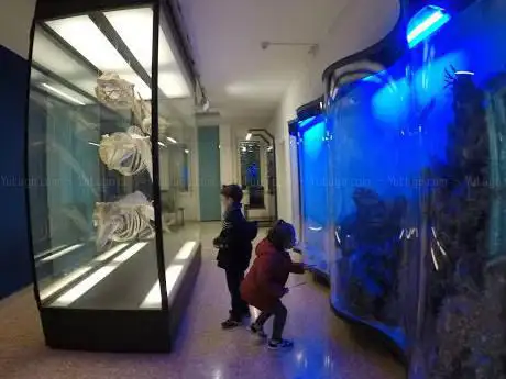 Photo de Civic Museum of Natural History