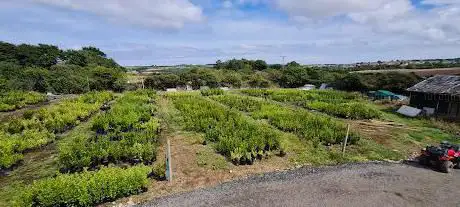 Griselinia