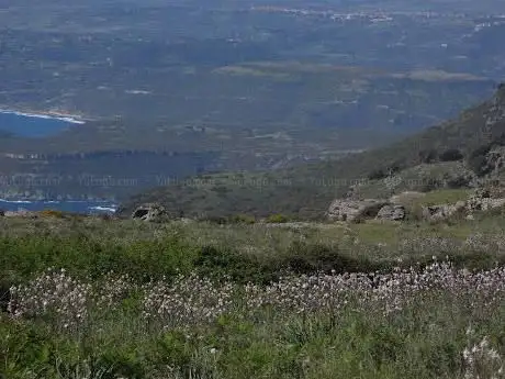 Coile Mandra Pudderigos