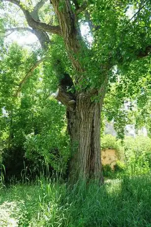 Photo de Arbre monumental