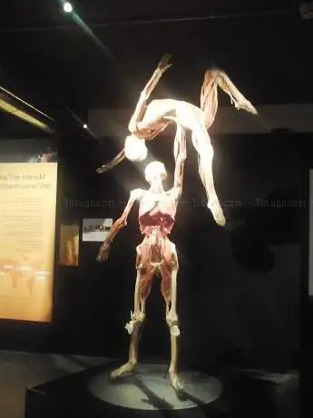 Photo de Body Worlds