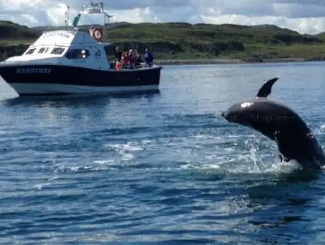 Photo de Craignish Cruises