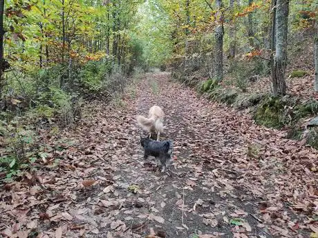 Photo de Pista Heidi