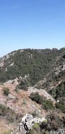 Boschetto di Sequoie