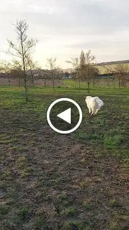 Parc canin Soignies