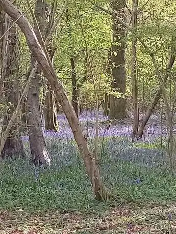 Photo de Fellands Copse Park