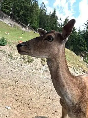 Wildtiergehege Feichti