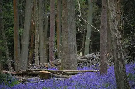Blue Bell Woods