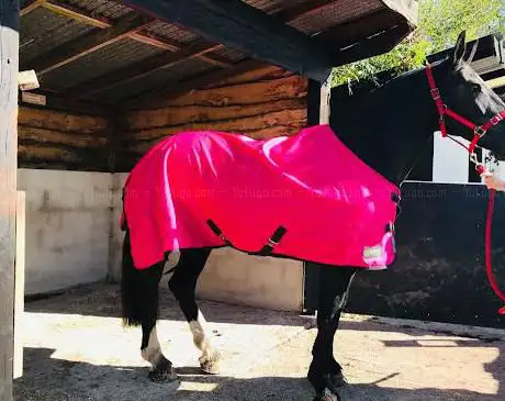 Photo de Patches Equine rug laundry and repair