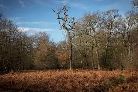 Photo de Northaw Great Wood