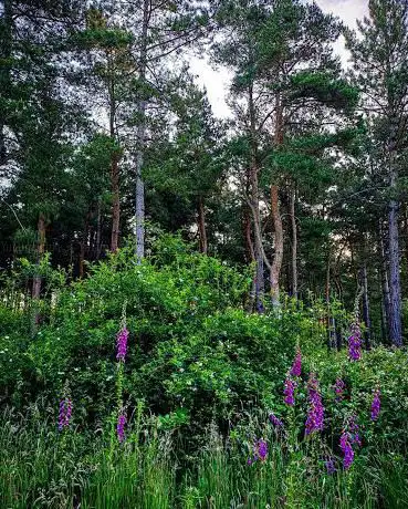 Photo de Short Wood and Southwick Wood