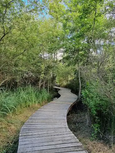 Photo de Les rinceaux