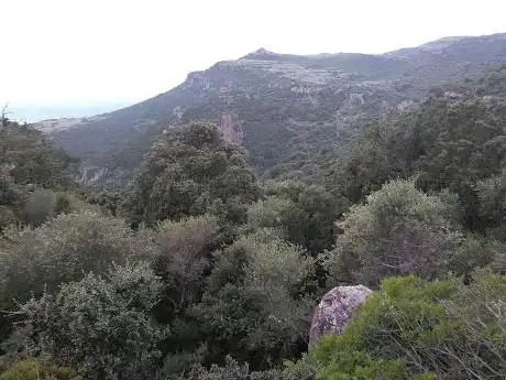 Coile Giuanne Puddu