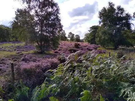 Photo de Rammamere Heath