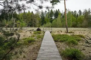 Büsselimoos
