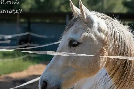 Photo de Centro de Equitación Caballos Naturales