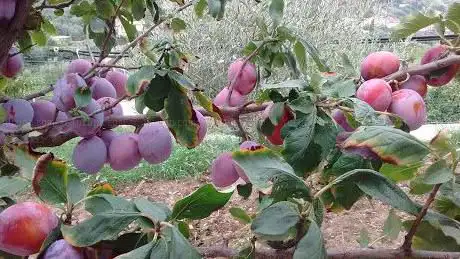 Photo de il giardino dell ortora